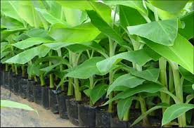 Banana Tissue Culture Plants